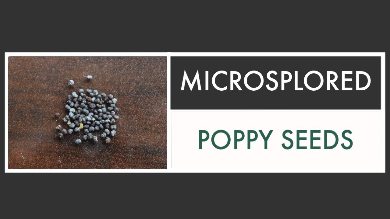 Poppy Seeds under the Microscope [Microsplored] YouTube
