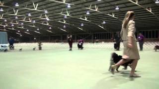 FLCV Inaugural Finnish Lapphund Champ Show - Neuter Dog, Neuter Bitch, Neuter In Show by Team Pawformance 257 views 11 years ago 15 minutes