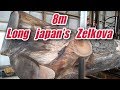 8m Long Japan's Zelkova