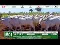 LOTE M01