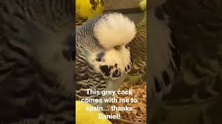 This Grey Comes To Spain Thank You Daniel Lütolf