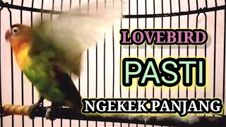 DENGAR SESAAT SAJA Lovebird manapun Yang Dengar Pasti Emosi tingkat tinggi Lanjut NGEKEK PANJANG