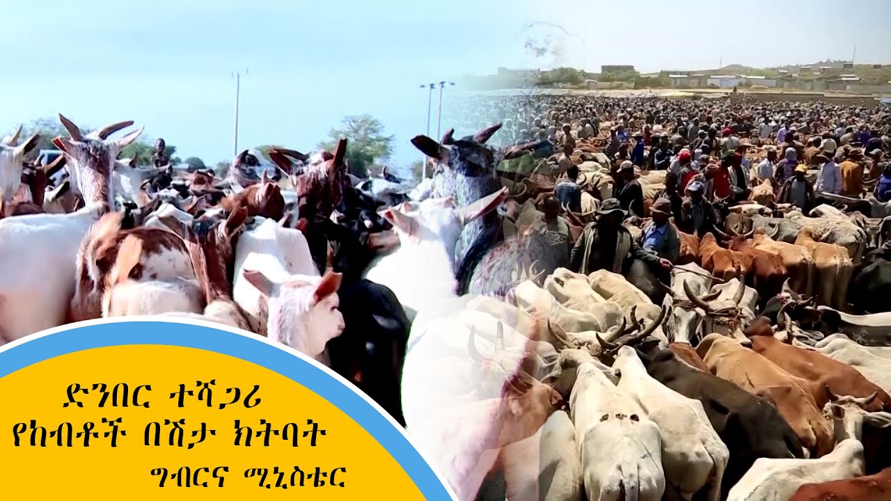 ድንበር ተሻጋሪ የከብቶች በሽታ ክትባት - ግብርና ሚኒስቴር