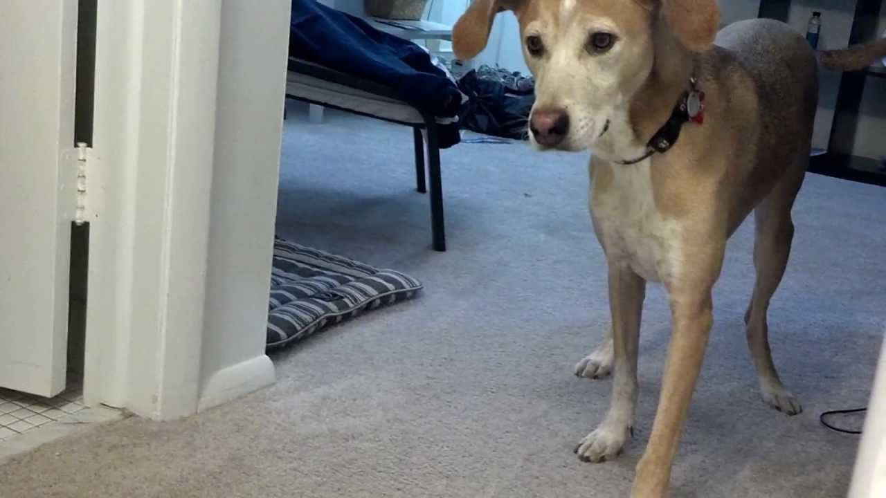 beagle greyhound cross