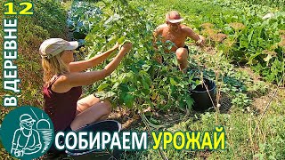видео: 🍅 Уборка урожая: фасоль, дыня, картофель, кабачки, кукуруза 🏡 Жизнь Гордеевых в деревне - Влог 12 картинка: 🍅 Уборка урожая: фасоль, дыня, картофель, кабачки, кукуруза 🏡 Жизнь Гордеевых в деревне - Влог 12