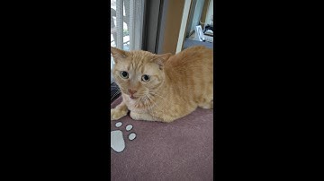 【guitar cover】Fatrat Unity