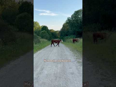 Выход Брошки #герефорд #корова #cow #Брошка #побег #свобода #ферма #животные #animals