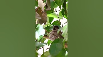 #Short | Hummingbird builds the world