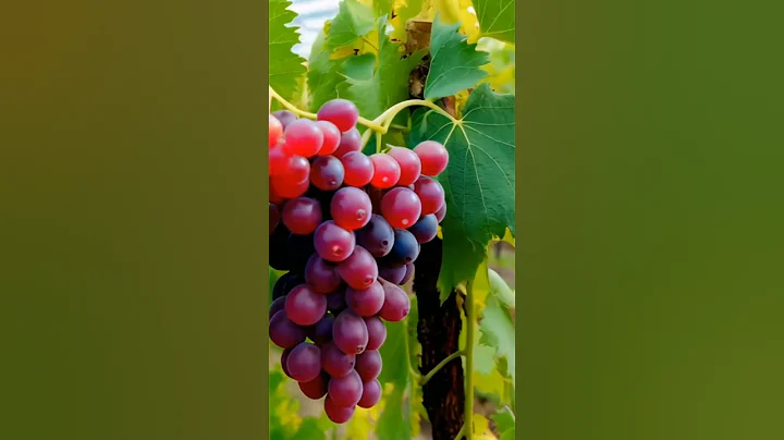 Growing grapes.California. #fruit #grapevine #grapewine #garden #fruitwine #farming #grape #fruits