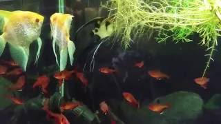Angelfish Spawning Again 10/3/16