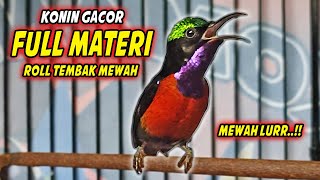 KOLIBRI NINJA GACOR FULL TONJOLAN BELALANG EMAS !! PANCINGAN KONIN AGAR CEPAT EMOSI BONGKAR ISIAN