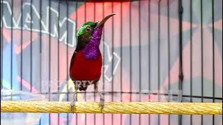 KOLIBRI NINJA GACOR FULL TONJOLAN BELALANG EMAS !! PANCINGAN KONIN AGAR CEPAT EMOSI BONGKAR ISIAN