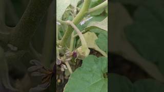 घर के पीछे बना मेरा देसी सब्ज़ी गार्डन 🥒🌿#VegetableGarden #DesiFarming #HomeGarden