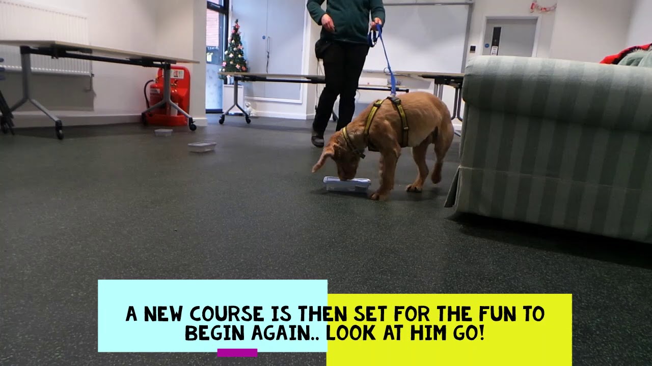 Dogs Trust Newbury Moose YouTube