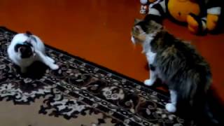 УЖАС. Самая жестокая кошка в мире. Слабонервным не смотреть. УЖАС. Самая жестокая кошка в мире. Слабонервным не смотреть.