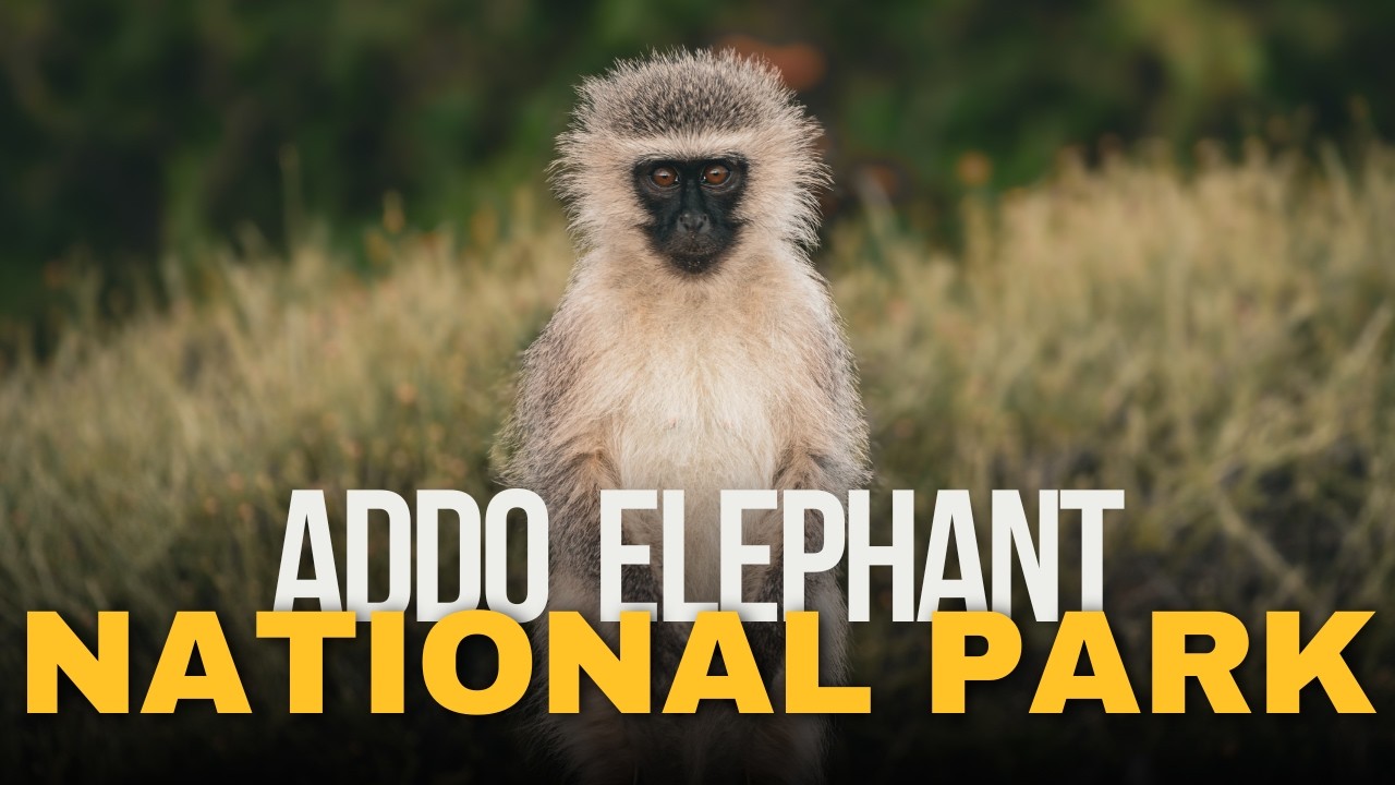 Ep. 4 | SELF DRIVE SAFARI with Elephants | Exploring Addo Elephant National Park in Summer