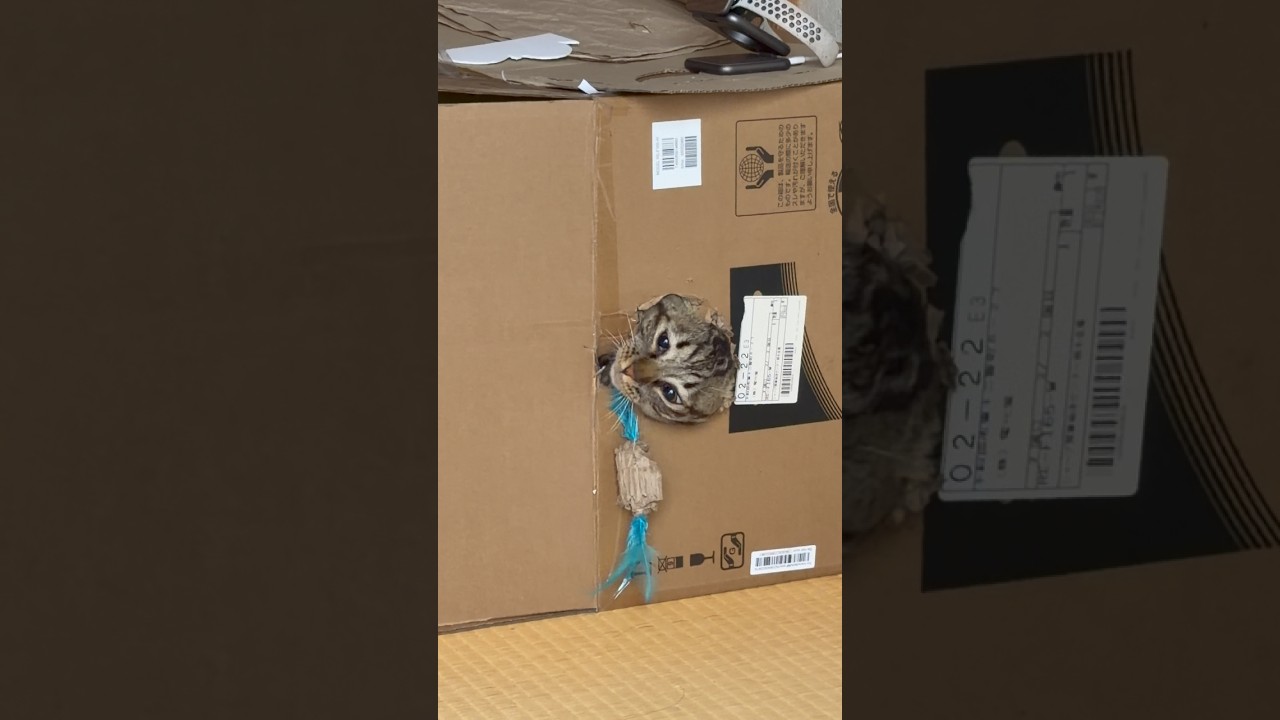 ダンボールのトラジアレンジ♪ #猫 #cat #猫のいる暮らし #shorts