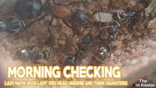 MORNING  CHECKING   - FORMICA SANGUINEA MESSOR BARBARUS  CAMPONOTUS LIGNIPERDA