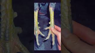 aseel legs information #aseel #aseelmurga #subscribe #viralvideo screenshot 3