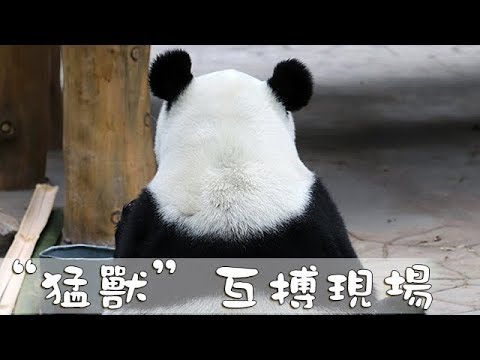 《熊貓TOP榜》第138期 “猛獸”互搏現場 | iPanda熊貓頻道