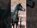 El Caballo árabe De Pura Raza Abu Al Banat