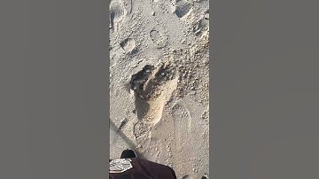 Treasure hunting with Nokta Double Score! Beach metal detecting finds a fishing hook !