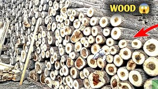 Amazing modern Wood sawmill processing Technology , Dangerous Big Wood | Kashi Tricks