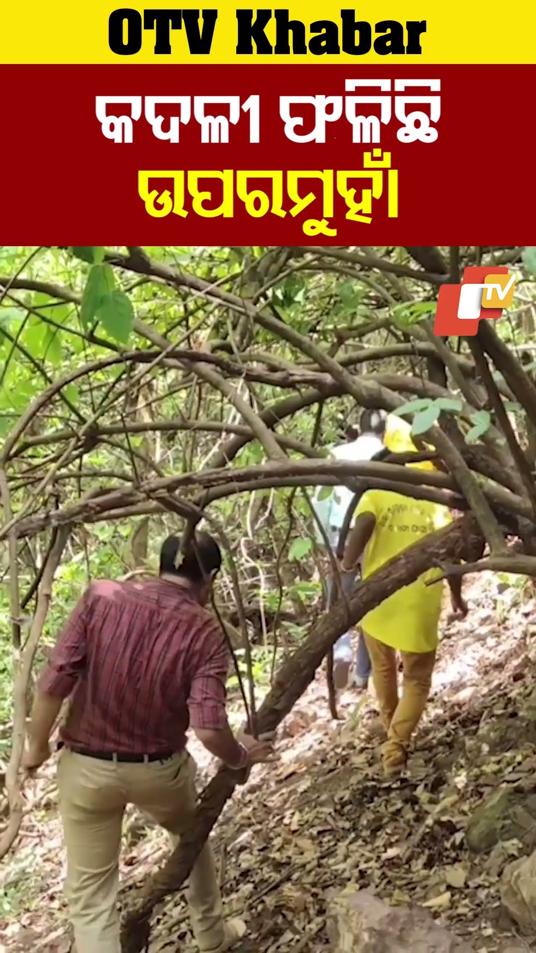 କଦଳୀ ଫଳିଛି ଉପରମୁହାଁ ।