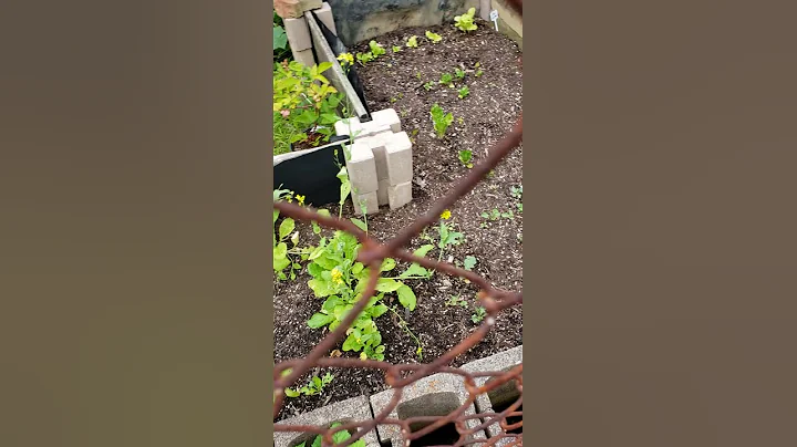 GreensHouse Raised Bed Update #shorts