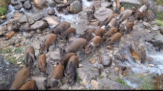 Download Lagu You wen,t Believe this wild Boar scene यति धेरै  बदेल एकैचोटि जङ्गलमा भेटियाे nepal🇳🇵🇳🇵 MP3 Download Lagu You wen,t Believe this wild Boar scene यति धेरै  बदेल एकैचोटि जङ्गलमा भेटियाे nepal🇳🇵🇳🇵 MP3