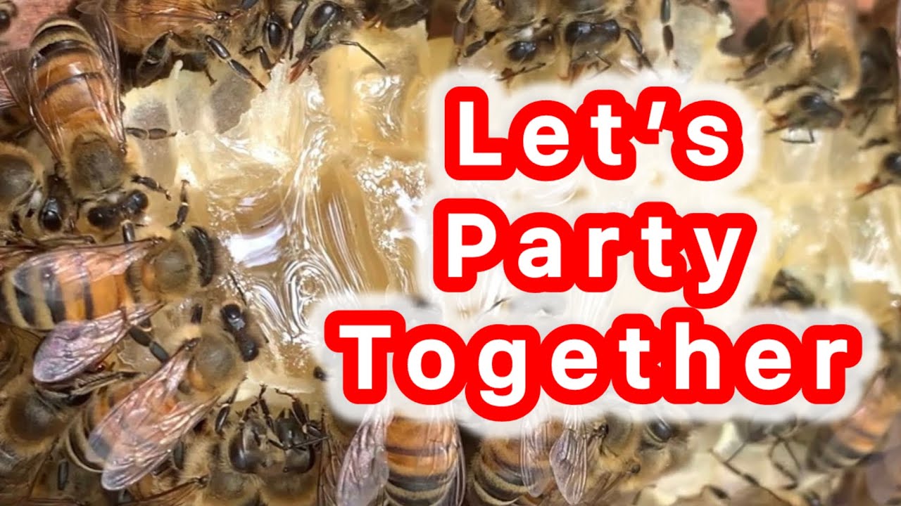 “Watch Bees Feast on Sweet Golden Nectar 🐝 Satisfying Nature Moment”