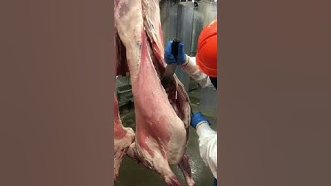 Lamb selection process 1