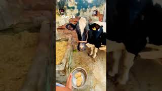 हैप्पी दशहरा 🔥#viral #vlog #comedy #minivlog #trending #viralvideos #desi #vlogger #village #commen