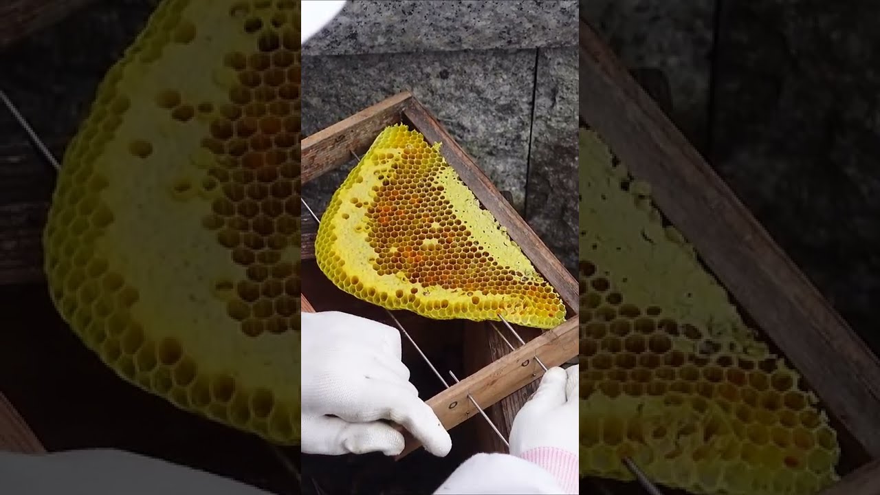 Moving Japanese honeybees that built a nest inside a grave to a