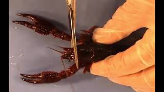 Crayfish Dissection - Tail Isolation