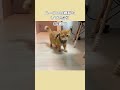 【仮病?】歩けなかったはずの猫がチュールを見て豹変 #shorts