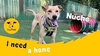 Nuche The Lovely Lurcher Dogs Trust Ilfracombe