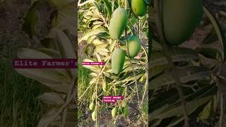 mango farming | kesar mango farming #fruit #farming #shorts #short #viral #mango