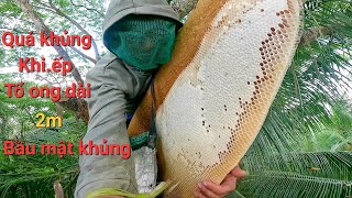 Bắt tổ ong khổng lồ đống trên cây cồng hơn 100 nằm tuổi bầu mật siêu khủng chám voi cực đã