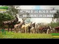 Historia de las Razas de Burro más Comunes en Colombia - TvAgro por Juan Gonzalo Angel