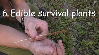 Survival plants - 6 wild edibles by NorwegianBushcraft 15,911 views 5 years ago 14 minutes, 14 seconds