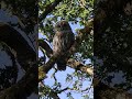 Owl Sighting in Broadmead Yard | Amazing Backyard Wildlife Caught on Camera