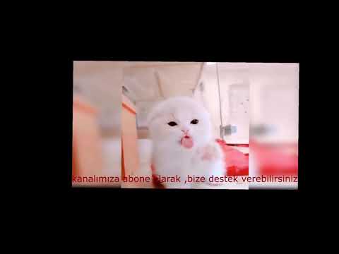 वीडियो: दो अनाथ बिल्ली के बच्चे को जीवन में दूसरा मौका मिलता है और एक मजेदार खेलने की तारीख