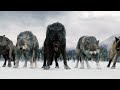 Волки мы в ночных Лесах - Руслан Добрый, Tural Everest (VIDEO)