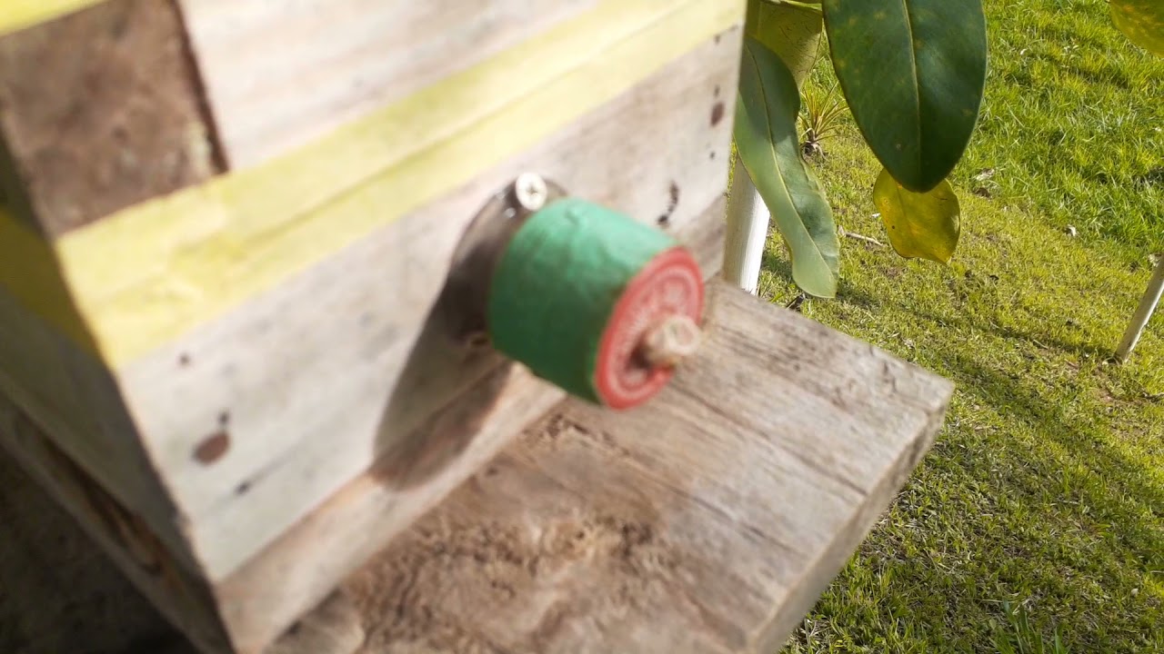 QUAL A CONVIVÊNCIA DA MANDAGUARI AMARELA COM OUTRAS ESPÉCIES, NO NOSSO MELIPONARIO?