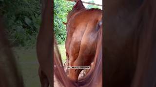 Eps 192 | Program Documentary Montana Stable #animals #horse #pets #nature