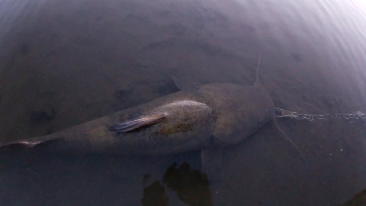 Des Moines River fishing. Live chub dippin! YouTube