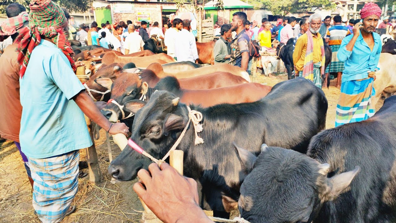 গোপালপুরের নলিন গরুর হাট। গ্রামের হাটে গরুর দাম | Cow market in Bangladesh | নলিন হাট |
