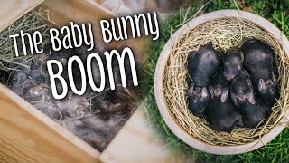 The Baby Bunny BOOM! How many were born?