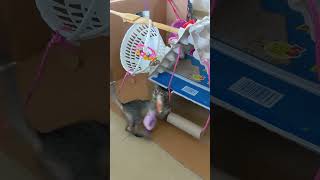 My Parents Kitten Is An Energy Ball Super Energetic Kitten Play Time In A Diy Castle